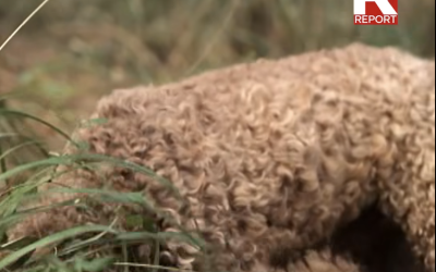 Tartufo tra sogno e realtà