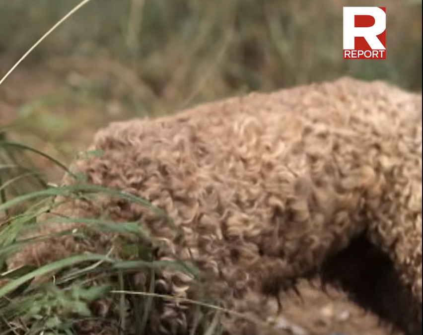 Tartufo tra sogno e realtà